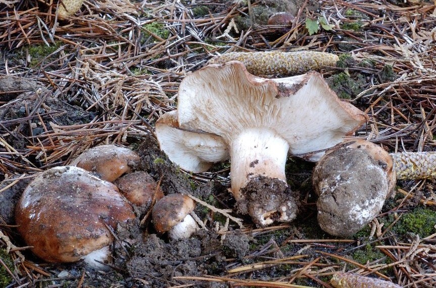 Tricholoma cedretorum
